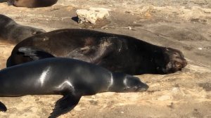 Разговор морских котиков в La Jolla Cove