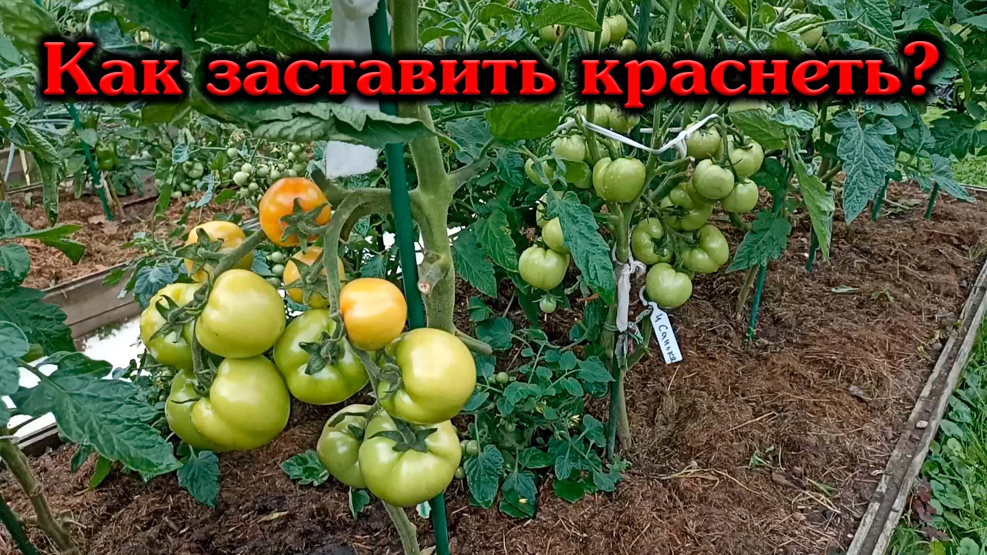 Что делать чтобы помидоры краснели