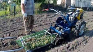 Уборка картофеля. Мотоблокопоезд: сам копает, собирает и везёт.