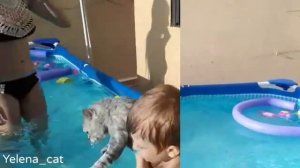 Умеют ли кошки плавать ? Ответ на этот вопрос вы увидите в нашем видео .