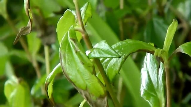 Nikon Coolpix L120 HD sample footage (720p) смотреть онлайн