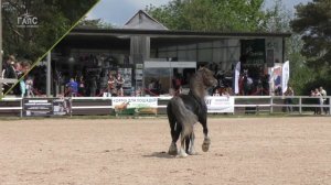 ВЛАДИМИРСКАЯ порода лошадей жеребцы Вояж и Кадиллак #ИППОсфера 2022 Парад пород