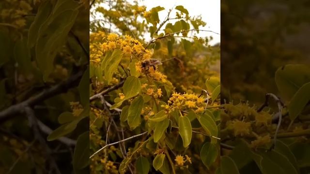 Майские медоносы Крым. смотреть онлайн