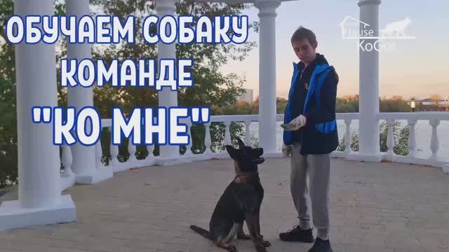 Как научить собаку команде КО МНЕ? Разбор ошибок. 100% результат при раздражителях