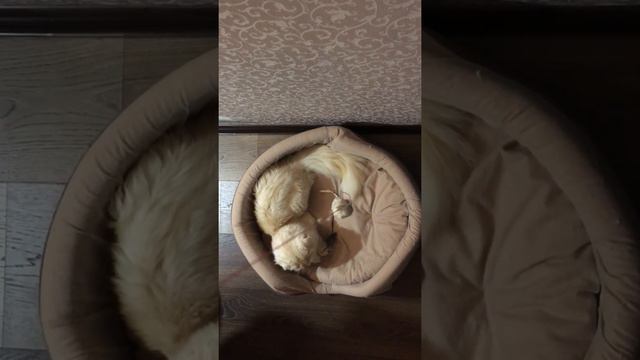 Кот Лео и лазерная указка смотреть онлайн