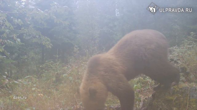 Бурые мигранты. Откуда и почему в Ульяновскую область пришли медведи смотреть онлайн