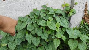 Шизофрагма, Схизофрагма,schizophragma hydrangeoides Moonlight