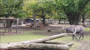 Nilgau Antilopen im Zoo Dresden