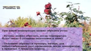 Когда Обрезать Розы Осенью - При Какой Температуре Обрезать Розы Осенью