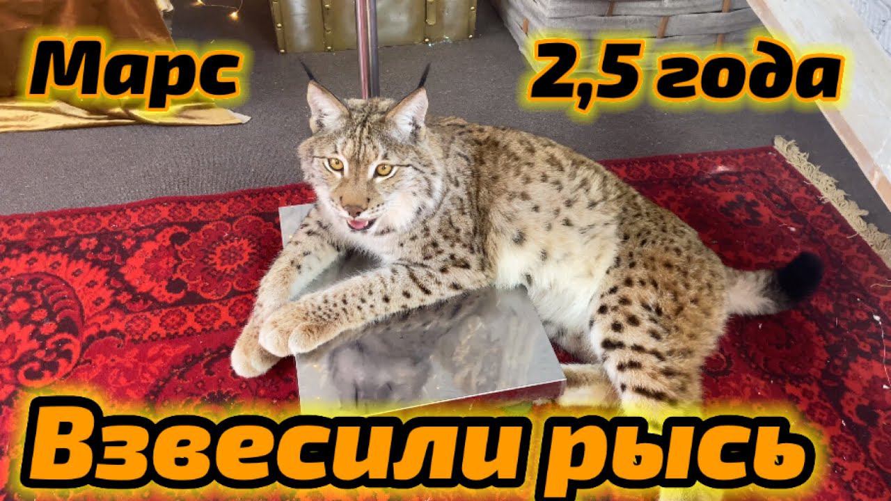 Взвешиваем рысь. Контрольные замеры 25 года