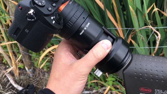 Digiscoping with Old Kowa TS-611 Spotting Scope at 60x смотреть онлайн