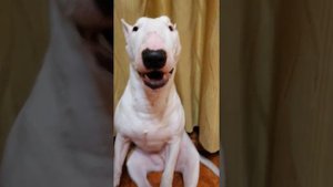 Бультерьер говорит МАМА