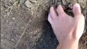 Результаты испытаний модернизации сеялки СЗ 3,6