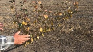 Формировка сливы по методу UFO