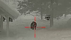 охота на кабана с вышки