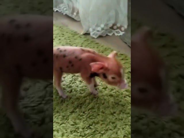 Поросёнок из инкубатора смотреть онлайн