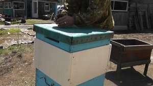Как поставить вторые корпуса на ульи и сколько это займёт времени!
