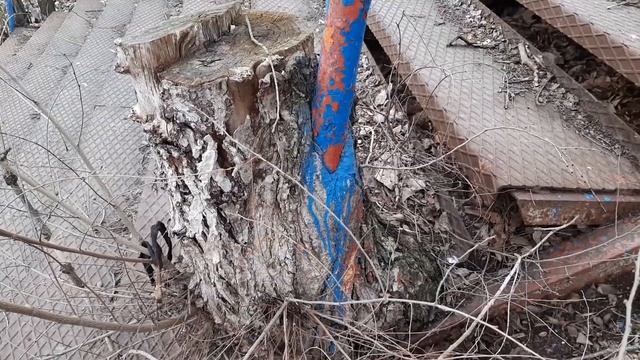 Чудо дерево 3 смотреть онлайн