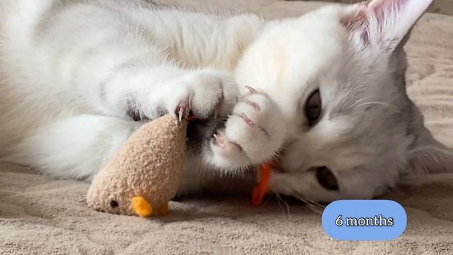 Взросление котенка британская шиншилла от 1 месяца до 8 месяцев. Growing up a British kitten