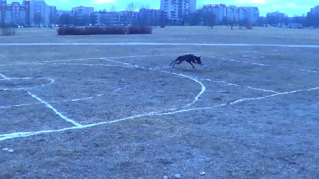 Печенкина Юлия и доберман Шанти DREAM GAMES Фестиваль Pitch&Go 05.04.15 смотреть онлайн