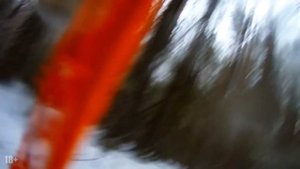 ПЕРВАЯ ОХОТА В 2022 ГОДУ. ОХОТА НА МЕДВЕДЯ С ЛАЙКАМИ. ЗАКЛИНИЛО САЙГУ