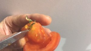 Такого от помидора явно не ждал! / This is clearly not expected from a tomato!