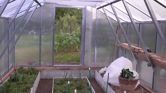 Деревенская жизнь / ПЕРВЫЙ УРОЖАЙ ОГУРЦЫ , КЛУБНИКА и ЧЕРЕШНЯ. Делаю КАПЕЛЬНЫЙ ПОЛИВ. ЖКВ в деревн смотреть онлайн