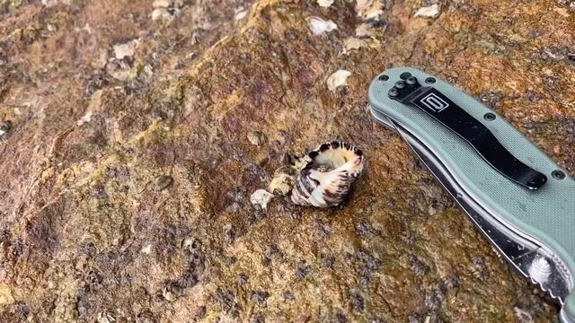 Ножеман и морской рачок смотреть онлайн