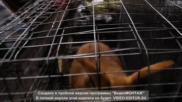 кролики Фландр+ нзк смотреть онлайн