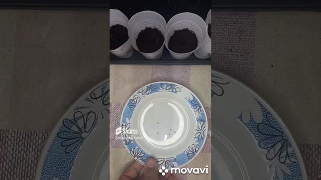 ТОМАТ КОНФЕТИ ВЕРДЖИНИИ. ПОСАДКА ТОМАТА НА РАССАДУ. ОГОРОД НА КУБАНИ. shorts# смотреть онлайн