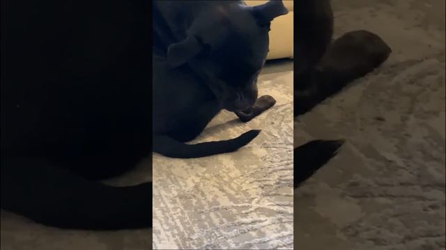 Dog loves eating her tail