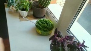 Ароматная зелёная паста с оливками. Заготавливаю зелень на зиму.