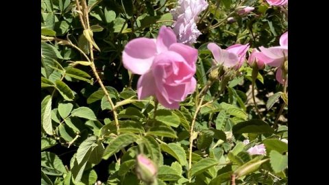 Ыспарта, Турция. Плантации дамасской розы, сбор лепестков