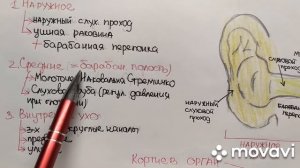 8 класс биология тема Слуховая сенсорная система. Строение уха
