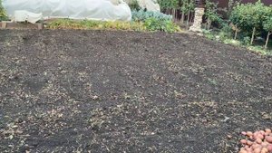 ОГРОМНЫЙ УРОЖАЙ КАРТОФЕЛЯ БЛАГОДАРЯ СПОСОБУ ПОСАДКИ РЯДАМИ!