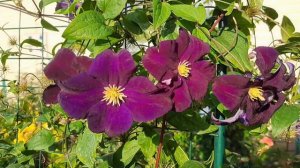 КРАСОТА ЦВЕТЕНИЯ КЛЕМАТИСОВ В АВГУСТЕ. ПРИГЛАШАЮ НА ОБЗОР!