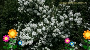 Чубушник венечный Манто Д’Эрмин. Краткий обзор, описание philadelphus coronarius Manteau d`Hermine