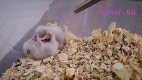 20 дней хомячкам, а они уже дерутся. #хомки #хомячки # домашниеживотные