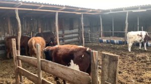Продал ягнят, купил бычков, что дальше, стоит ли заниматься откормом мрс крс , куда пропал?!