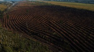 Компенсационное лесовосстановление в Иркутской области