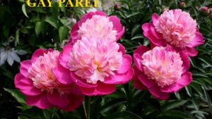 Пионы предложение