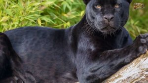 Животный мир земли. Дикие кошки. Род пантеры. Леопард (Leopard)