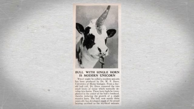 We had Real Unicorns in the 1980s смотреть онлайн