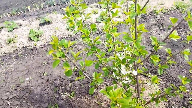 5 мая 2023 г. цветение вишни самоплодной. смотреть онлайн