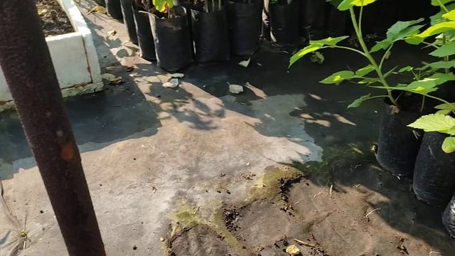 саженцы с длинным побегом( LONG CANE ) Учимся выращивать. Сорт Пшехиба. смотреть онлайн