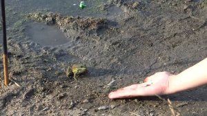Как приручить лягушку?