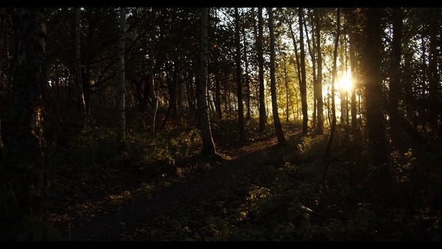 Лесная сказка. Расслабляющая музыка для сна и медитации.