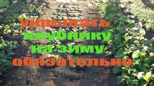 КОГДА  УКРЫВАТЬ КЛУБНИКУ  НА ЗИМУ .ВАЖНО  НЕ УПУСТИТЬ  ЭТОТ МОМЕНТ