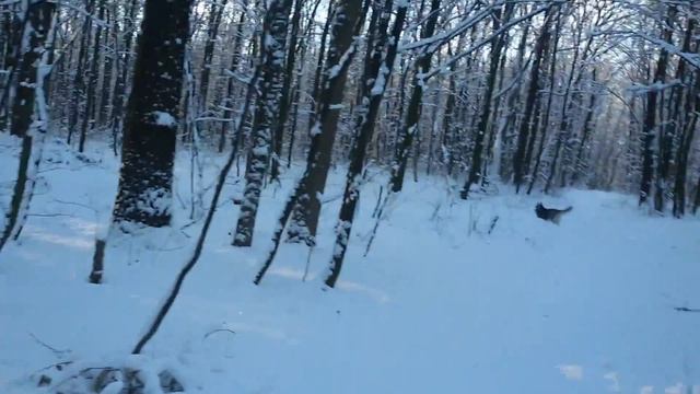 Большая семья в лесу. ( Лайка, хаски, акита ину. ) смотреть онлайн