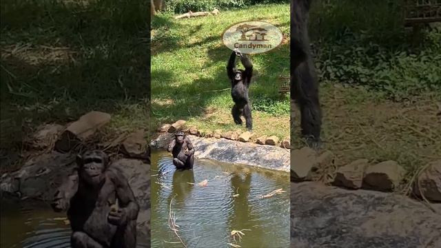 Visiting African zoo🙊🙈